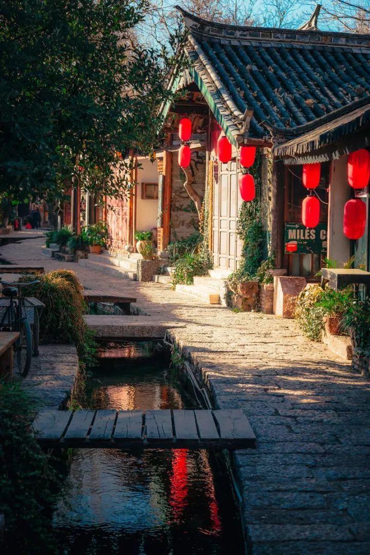 拯救小萌虎